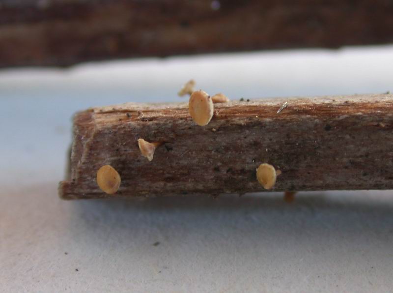 Hymenoscyphus scutula - Mini mini fungo